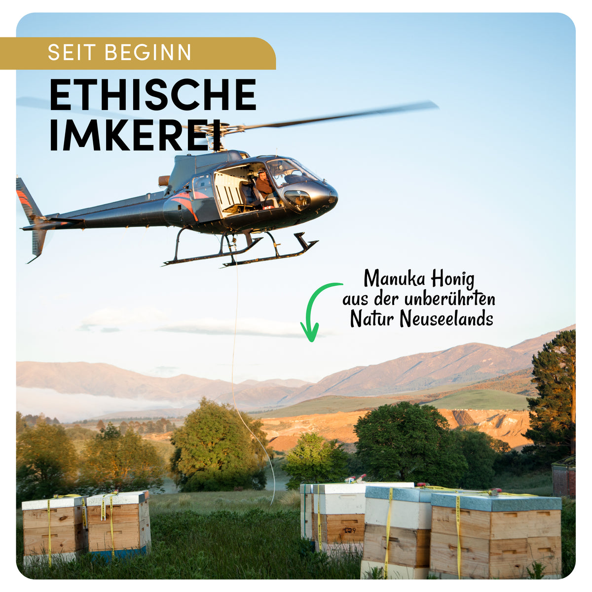 Manuka Vital Honig MGO 800+ (250g)